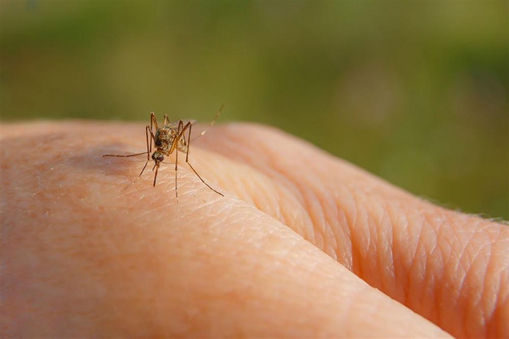 Хумхаа өвчнөөс урьдчилан сэргийлэхийг зөвлөж байна