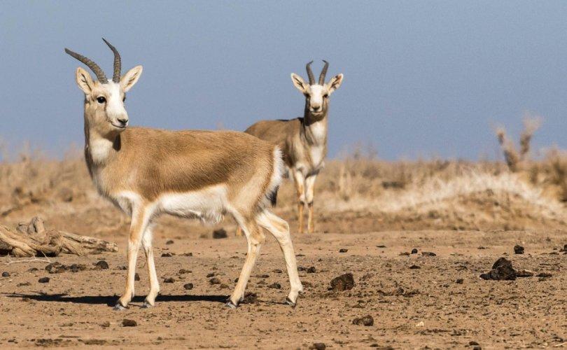 Олон тооны хар сүүлт зээрийг хууль бусаар агнасан иргэнийг шалгаж байна