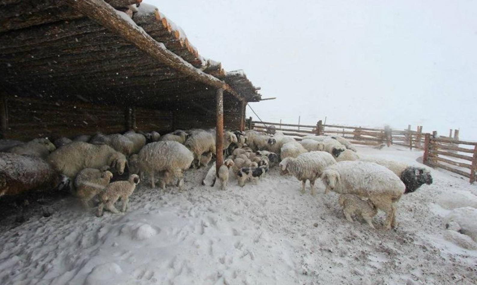 Ховд аймгийн 11 суманд өвөлжит хүндэрч байна