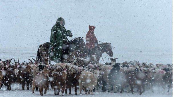 Цасан шуурганд төөрсөн 73 настай иргэнийг эсэн мэнд олжээ