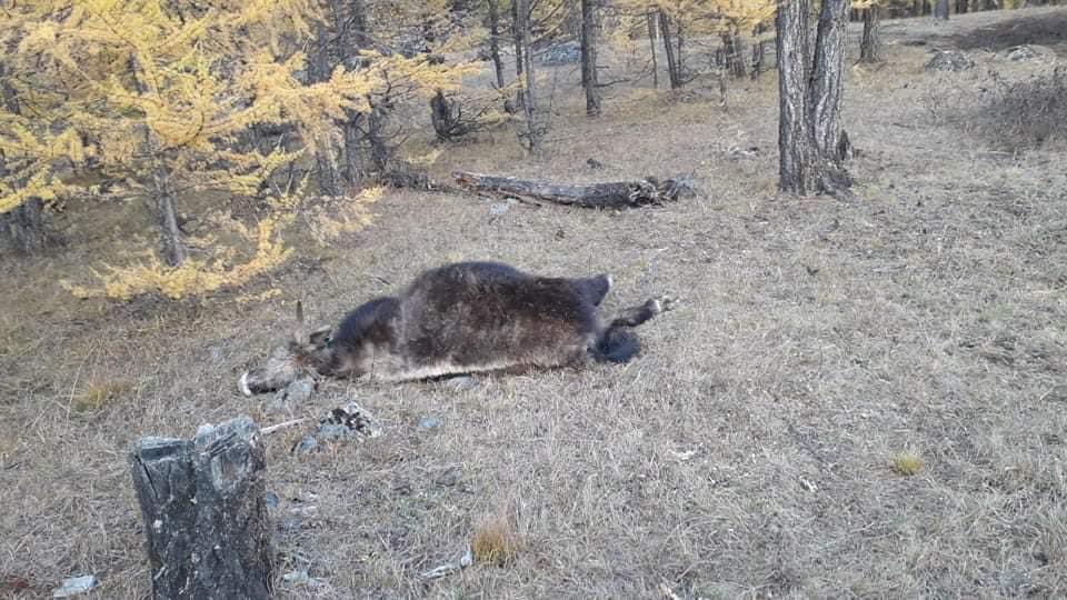 Хөвсгөл нуурын зүүн эрэг хавиар нутагладаг малчдын 30 орчим үхэр энэ сарын эхээр үхсэн байна